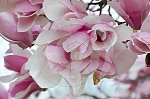 Saucer Magnolia in Full Bloom