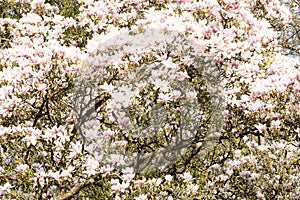 Saucer magnolia in full blossom