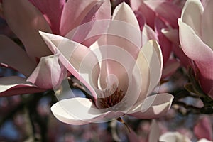 Saucer Magnolia in the garden