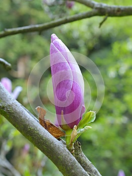 Saucer magnolia (Magnolia soulangeana)
