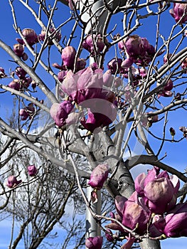 Saucer Magnolia, Magnolia x soulangeana 'Rustica Rubra'