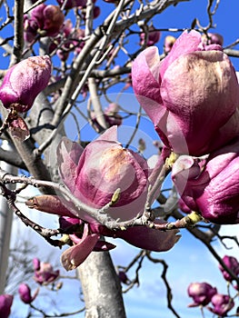 Saucer Magnolia, Magnolia x soulangeana 'Rustica Rubra'