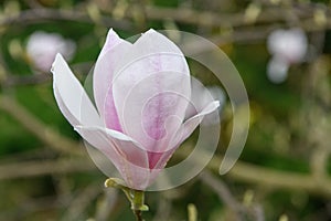 Saucer Magnolia soulangeana Big pink, pink veined white flower