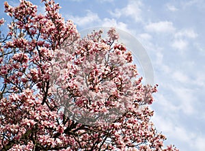 Saucer Magnolia Tree in Bloom