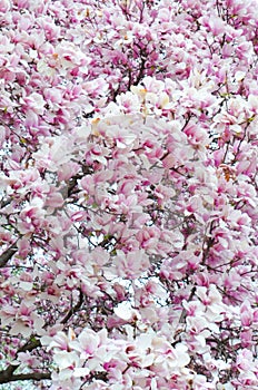 Saucer Magnolia Tree in Full Bloom