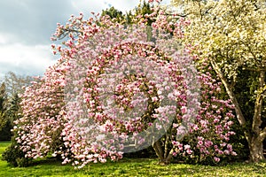 Saucer magnolia tree in full blossom