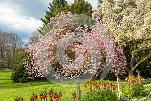 Saucer magnolia tree in full blossom