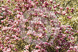 Saucer magnolia tree in full blossom