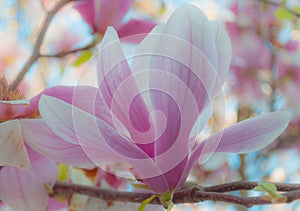 The saucer magnolia tree with large, early-blooming flowers in various shades of white, pink, and purple in springtime.