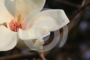 Saucer magnolia in white