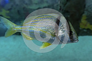 The saucereye porgy Calamus calamus , marine fish