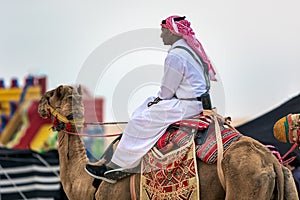 Saudi Arab Camel rider with his camel on traditional desert safari festival in abqaiq Saudi Arabia. 10-Jan-2020