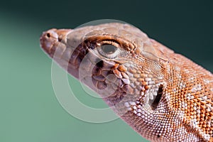 Saudi fringe-fingered lizard Acanthodactylus gongrorhynchatus macro photograph very close up