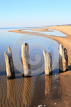 Saugatuck Lake Michigan driftwood