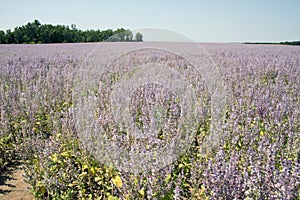 Sauge field