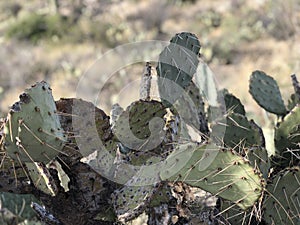 Sauguaro cactus