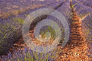 Sault lavender