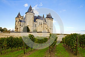 Saumur castle and vineyards