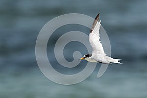 Saunders tern in flight photo