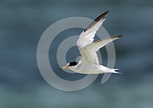 Saunders tern flying photo