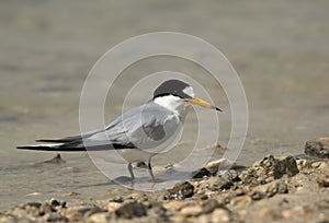 Saunderâ€™s tern, Bahrain