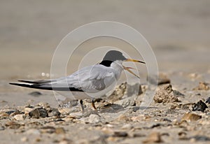 Saunderâ€™s tern calling