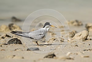Saunderâ€™s tern perched on the sand