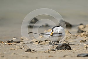 Saunderâ€™s tern preening