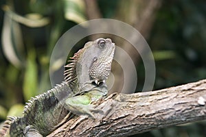 Saurian photo