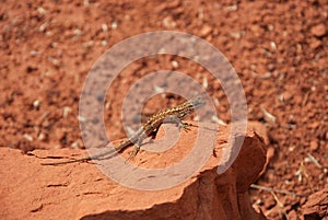 Saurian in Colob Canyon in Zion National Park, Utah