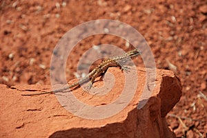 Saurian in Colob Canyon in Zion National Park, Utah