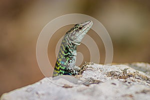 Saurian curious watching