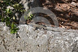 Saurian in Yosemite National Park, California