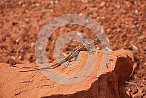 Saurian in Zion National Park, Utah