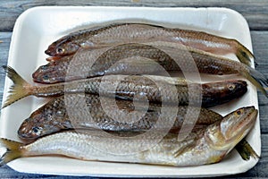 Saurida undosquamis, the brushtooth lizardfish, large-scale grinner or largescale saury, a type of lizardfish, a demersal species photo