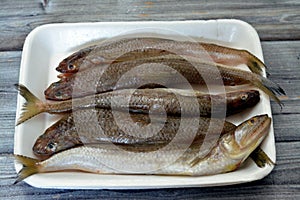 Saurida undosquamis, the brushtooth lizardfish, large-scale grinner or largescale saury, a type of lizardfish, a demersal species photo