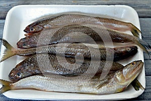 Saurida undosquamis, the brushtooth lizardfish, large-scale grinner or largescale saury, a type of lizardfish, a demersal species