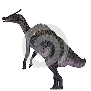 Saurolophus Dinosaur on White photo