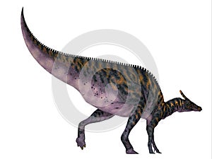 Saurolophus osborni Dinosaur Tail photo