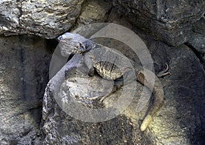 Sauromalus ater, the common chukwalla, on a rock formation at the Dallas City Zoo.
