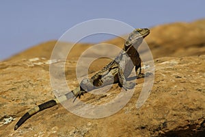 Sauromalus Desert Chuckwalla Lizard in St George Utah