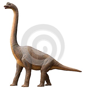 Sauropod dinosaur photo