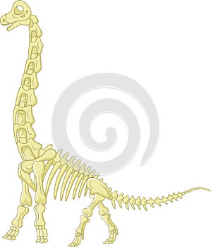 Sauropod skeleton photo