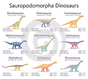 Sauropodomorpha dinosaurs. Colorful vector illustration of dinosaurs isolated on white background. Set of ancient creatures with i