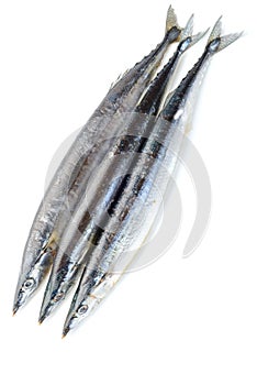 Saury fish