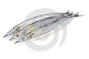 Saury fish