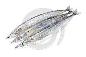 Saury fish