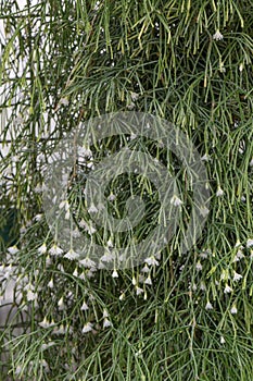 Sausage-chain cactus Rhipsalis clavata subsp. clavata epiphytic cactus flowering