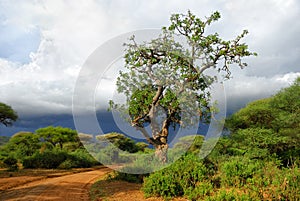 Sausage tree along dirt road