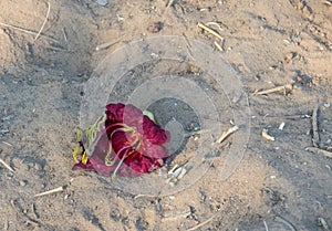 Sausage tree flower isolated on the ground